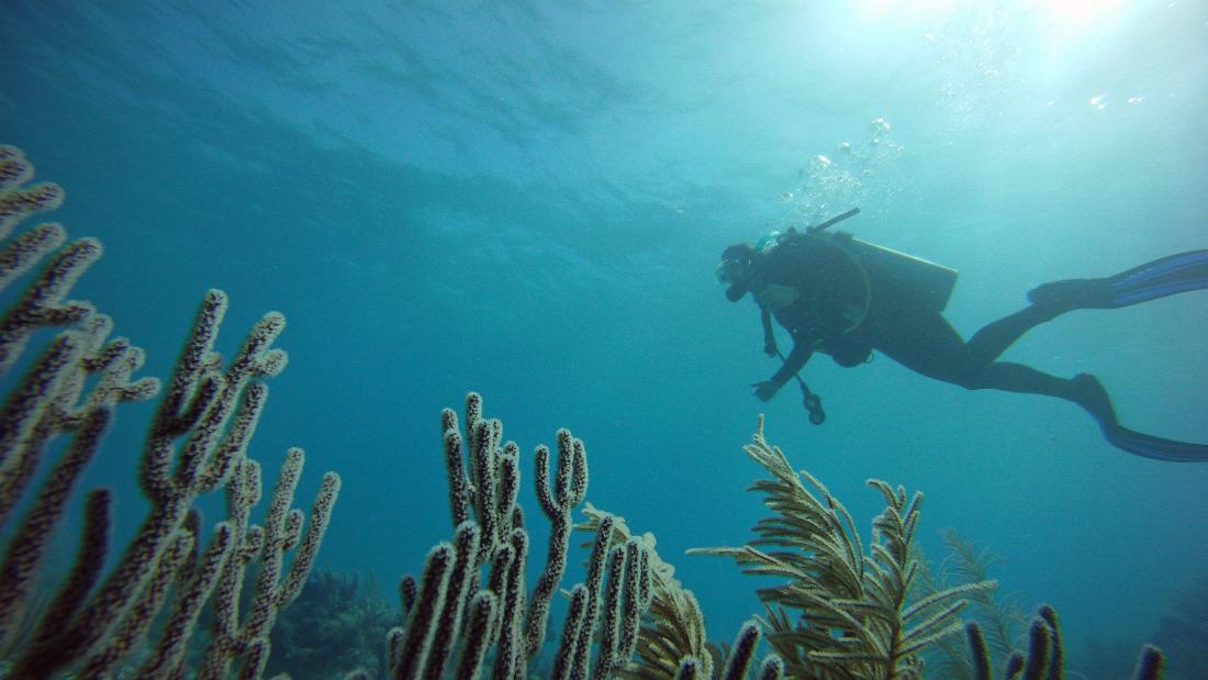 Underwater image looking up from between the seaweed at a diver.