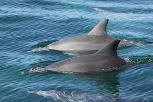  two dolphins break sea surface in close proximity