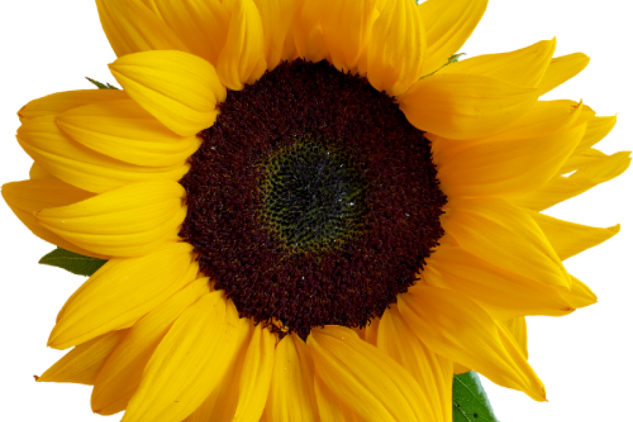 Photo of a flower